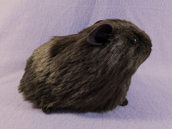 Big Dark Brown Guinea Pig Plushie
