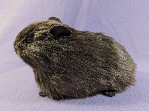 Big Dark Brown Guinea Pig Plushie