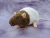 Agouti Brown Bareback Rat Plushie