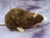 Agouti Brown Blazed Rat Plushie