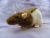 Agouti Brown Half-Hooded Rat Plushie