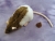 Agouti Brown Half-Hooded Rat Plushie