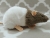 Agouti Grey Bareback Rat Plushie