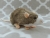 Agouti Grey Blazed Rat Plushie