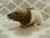 Agouti Grey Hooded Rat Plushie