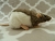 Agouti Grey Hooded Rat Plushie