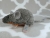 Agouti Grey Mouse Plushie with Tan Belly