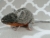 Agouti Grey Mouse Plushie with Tan Belly