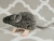 Agouti Grey Mouse Plushie with White Belly