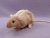 Beige Rat Plushie