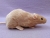 Beige Rat Plushie