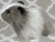 Big Agouti Grey Dutch Guinea Pig Plushie
