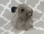 Big Agouti Grey Guinea Pig Plushie