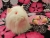 Big White Longhaired Guinea Pig Plushie