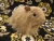 Big Beige Longhaired Guinea Pig Plushie