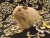 Big Beige Longhaired Guinea Pig Plushie