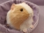 Big Buff Dutch Guinea Pig Plushie