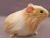 Big Buff Dutch Guinea Pig Plushie