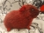 Big Cherry Bomb Guinea Pig Plushie