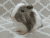 Big Grey Dutch Guinea Pig Plushie
