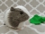 Big Grey Dutch Guinea Pig Plushie