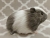 Big Grey Dutch Guinea Pig Plushie