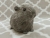 Big Grey Guinea Pig Plushie
