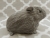 Big Grey Guinea Pig Plushie
