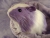 Big Lavender Dutch Guinea Pig Plushie