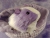 Big Lavender Dutch Guinea Pig Plushie