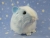 Big Light Blue Dutch Guinea Pig Plushie (Fluffy)