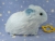 Big Light Blue Guinea Pig Plushie (Fluffy)