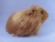Big Light Brown Guinea Pig Plushie