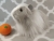Big Grey Dutch Longhaired Guinea Pig Plushie