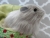 Big Grey Longhaired Guinea Pig Plushie