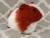 Big Maroon Dutch Guinea Pig Plushie