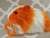 Big Orange Dutch Guinea Pig Plushie