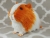 Big Orange Dutch Guinea Pig Plushie