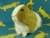 Big Pea Green Dutch Guinea Pig Plushie