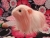 Big Pink Longhaired Dutch Guinea Pig Plushie