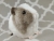Big Silver Dutch Guinea Pig Plushie