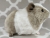 Big Silver Dutch Guinea Pig Plushie