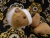 Big Tan Dutch Guinea Pig Plushie