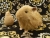 Big Tan Guinea Pig Plushie