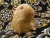 Big Tan Guinea Pig Plushie