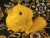 Big Yellow Guinea Pig Plushie