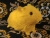 Big Yellow Guinea Pig Plushie