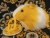 Big Yellow Dutch Guinea Pig Plushie