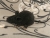Black Mouse Plushie
