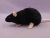 Black Rat Plushie